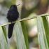 Colibrí Heliangelus regalis, también conocido como colibrí Solángel Real, es una de las especies que forma parte del proyecto de conservación de especies vulnerables impulsado por Lundin Gold y la UTPL.